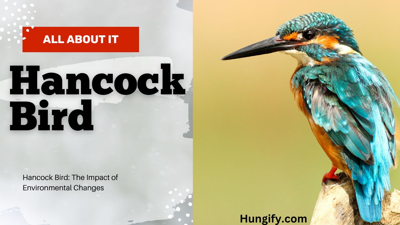 Hancock Bird