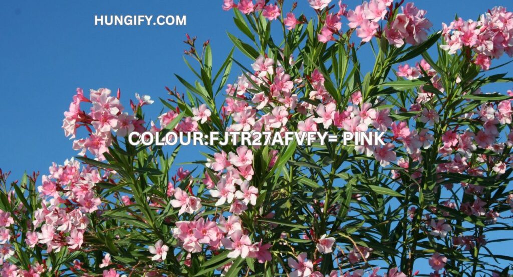 colour:fjtr27afvfy= pink